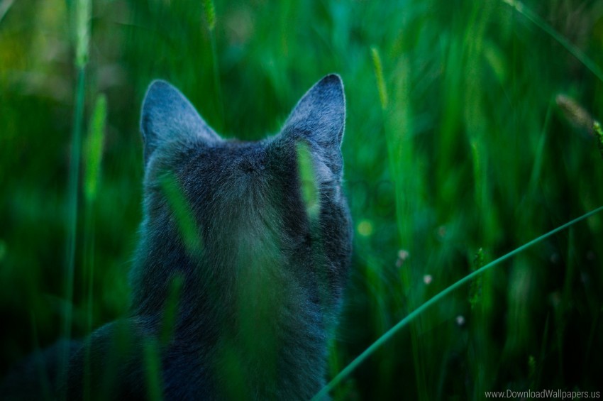 Back View Cat Ears Grass Wallpaper PNG Transparent Background