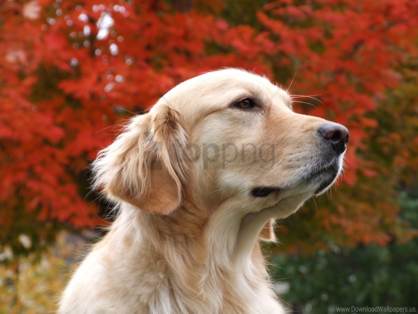 golden retriever, dog, pet, autumn leaves, nature, outdoor, photography