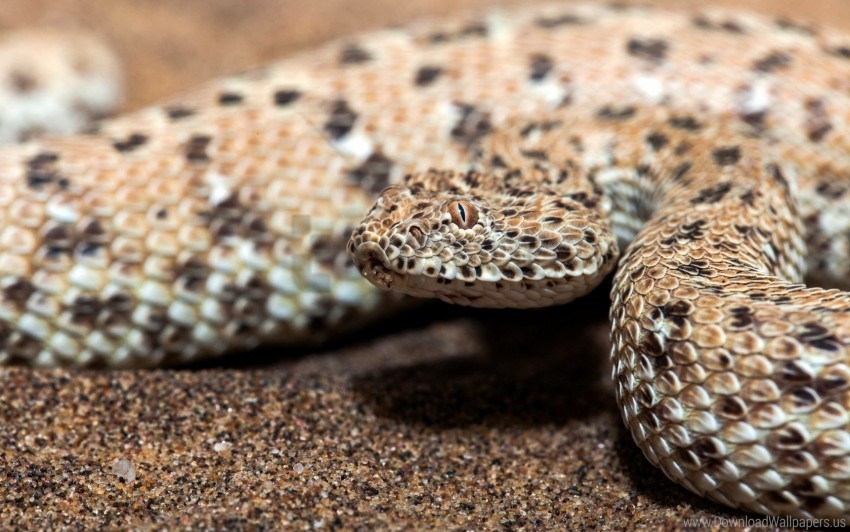 snake, reptile, wildlife, animal texture, desert habitat, camouflaged creature, nature photography