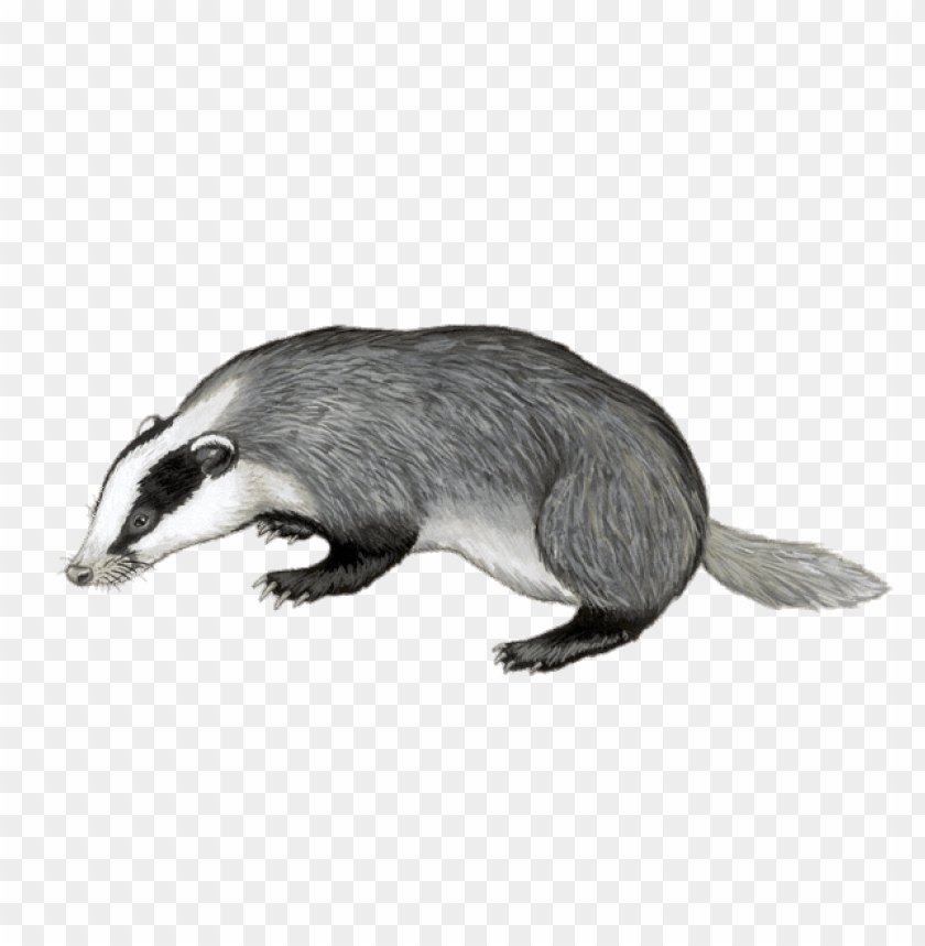 animals, badgers, badger illustration, 