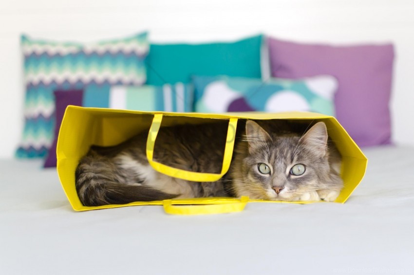 Bag Cat Lying Wallpaper PNG Transparent Background