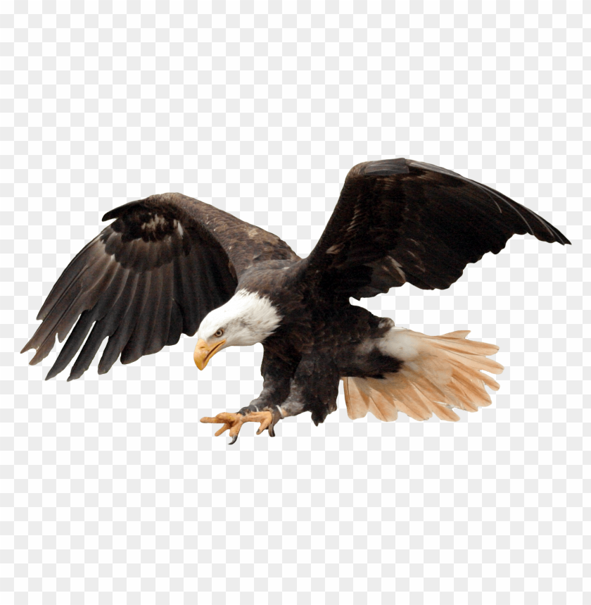 Hawk PNG, bird of prey, flying, brown