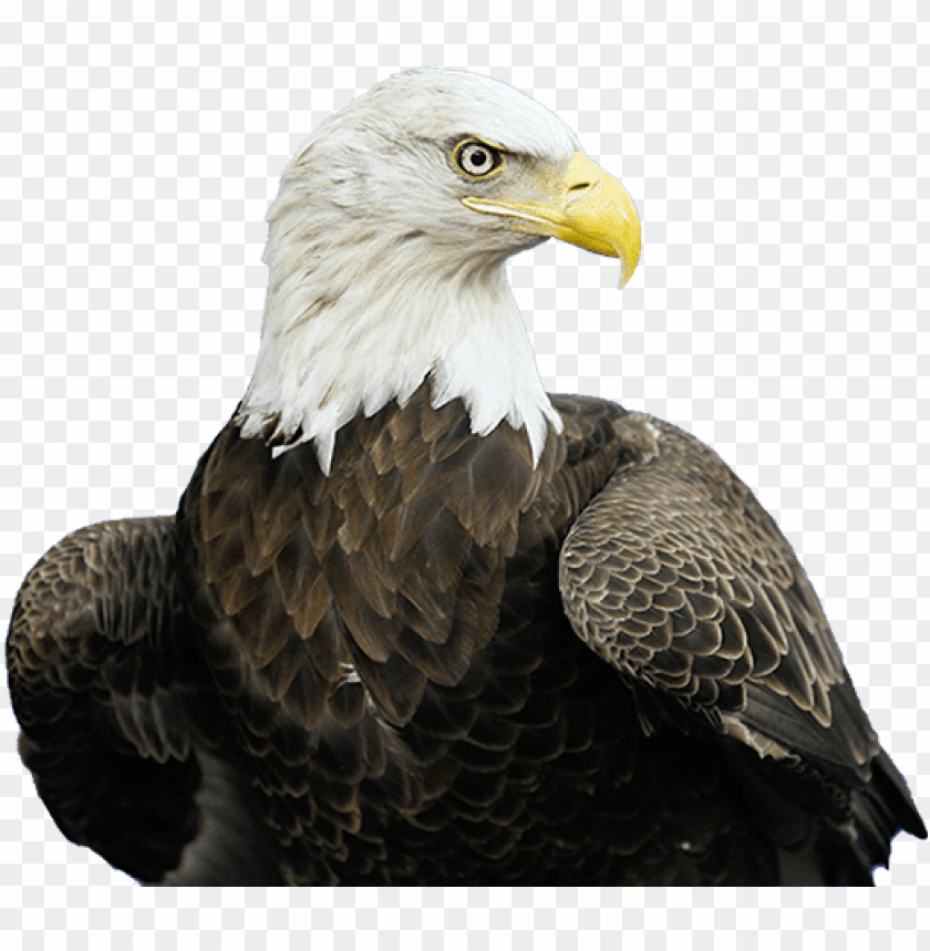 bald eagle, bald eagle head, american eagle, eagle globe and anchor, eagle silhouette, eagle