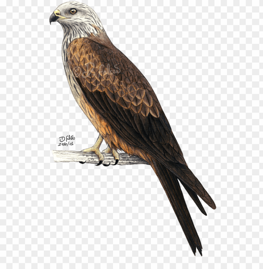 bald eagle bird red kite black kite - bald eagle bird red kite black kite, kite