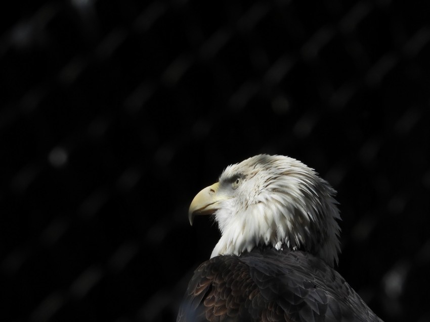 bald eagle, eagle, bird, beak, feathers, predator