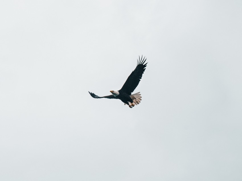 Bald Eagle Eagle Flight Sky Minimalism Background