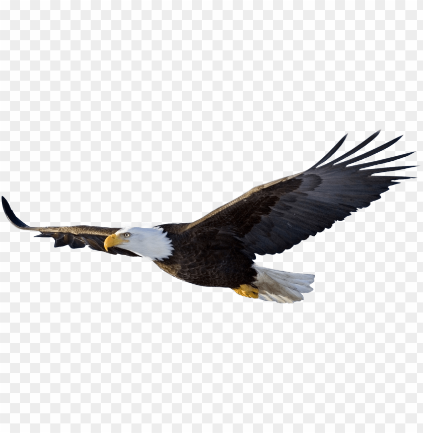 
bald eagle
, 
animal
, 
flying
, 
looking
, 
hunting
, 
watching
, 
elegant
