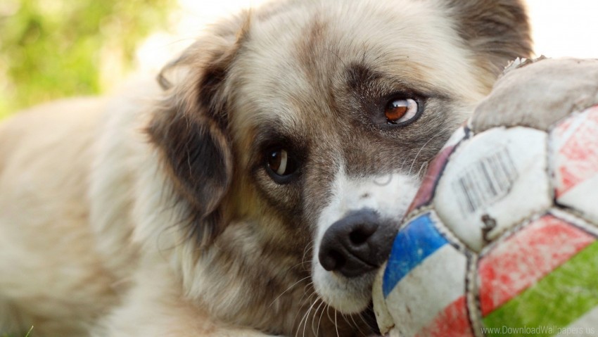 Ball Dog Glance Muzzle Wallpaper PNG Transparent Background