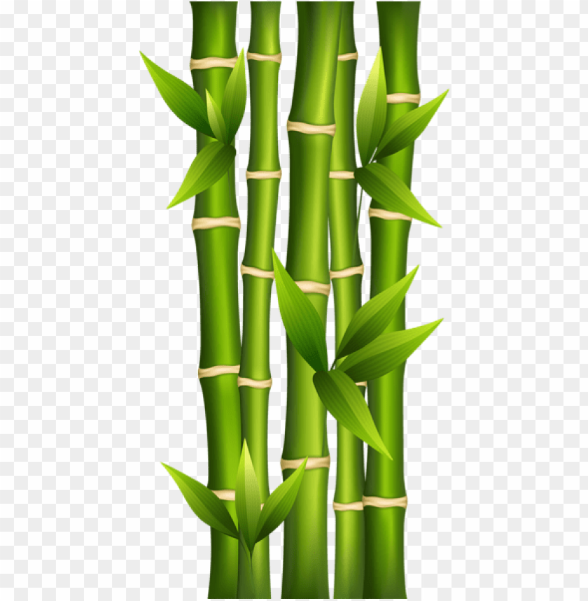 bamboo