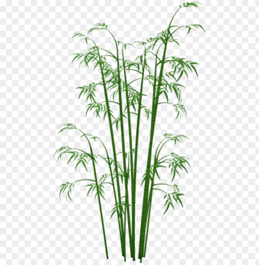 bamboo, cane,خيزران,بامبوو