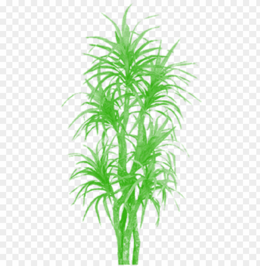 chinese, decoration, palm tree, organic, illustration, tree vector, tree