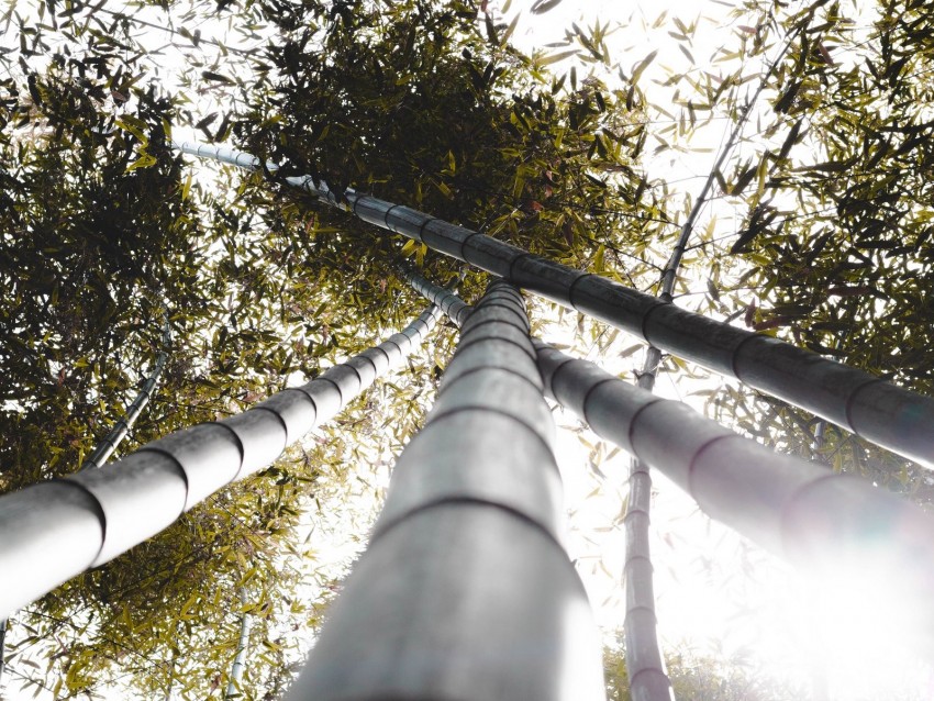 bamboo, trunks, plants, leaves, sunlight