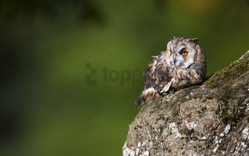 Bark Birds Moss Owl Predators Wallpaper PNG Transparent Background