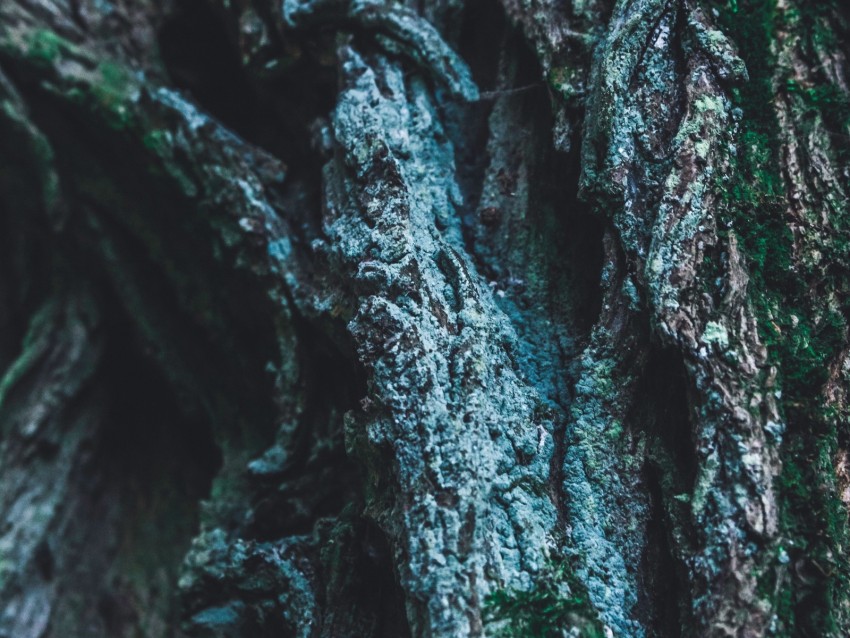 Bark Tree Moss Relief Surface Background