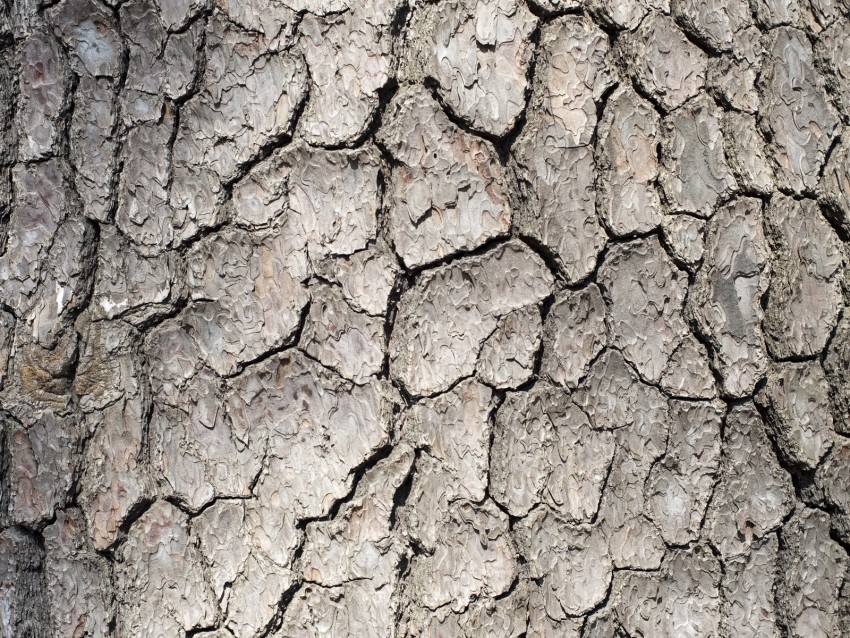 bark, tree, wood, texture