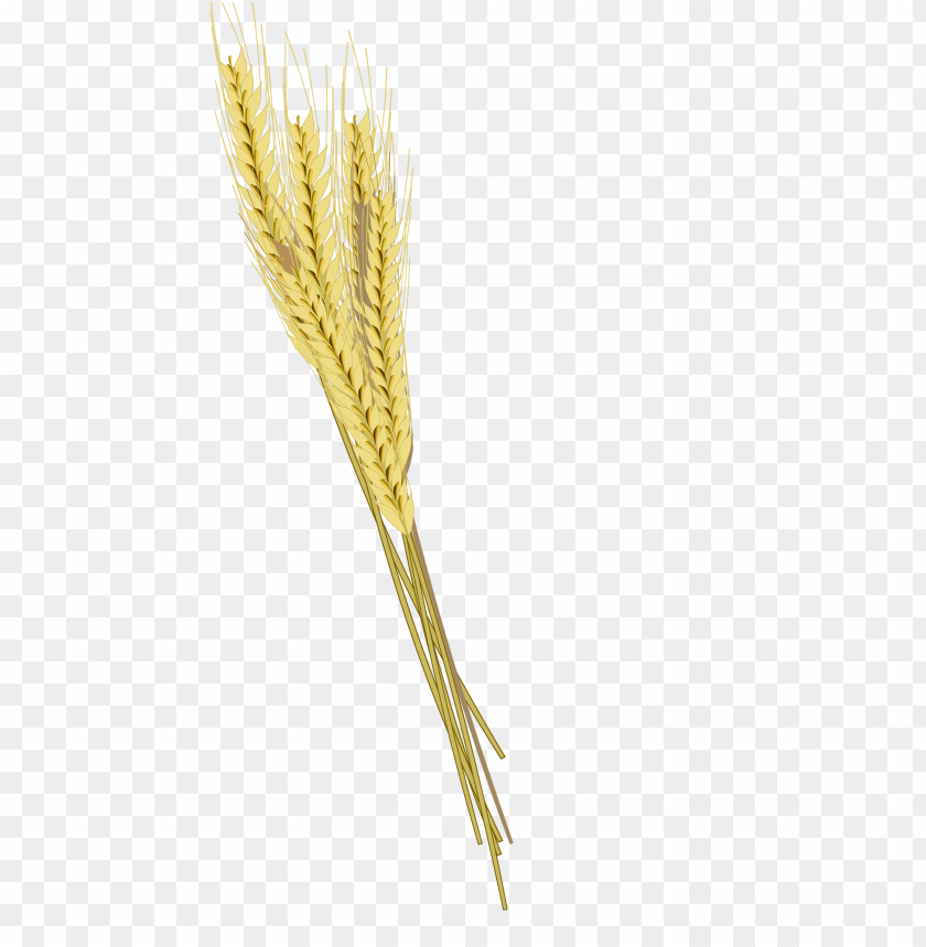 barley,الشعير