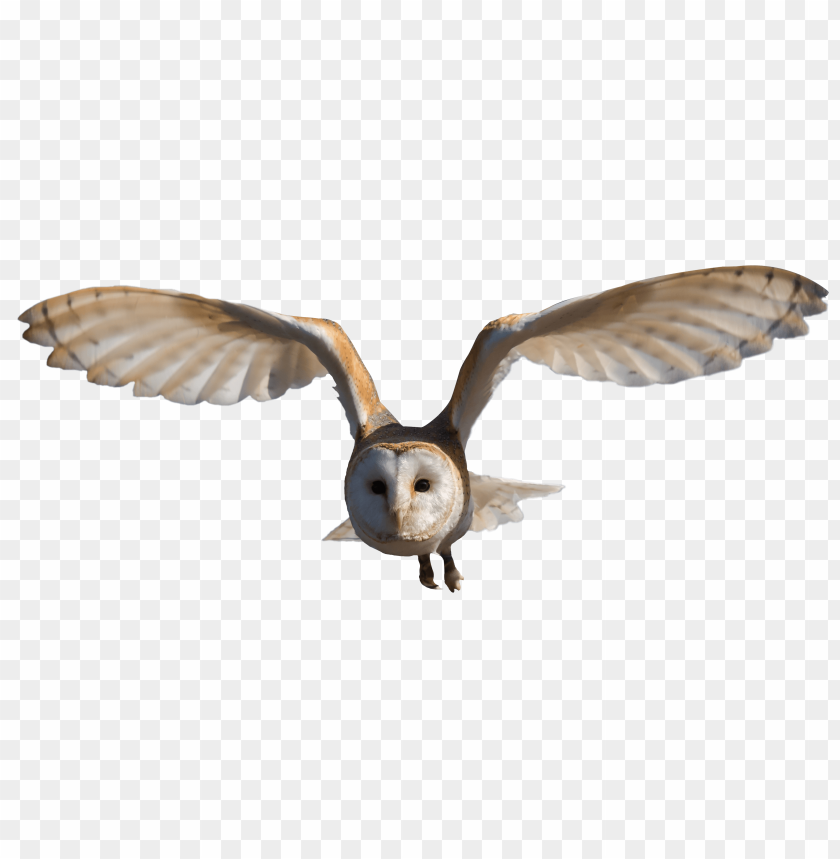 Owl flying PNG, bird, wings spread, brown and white