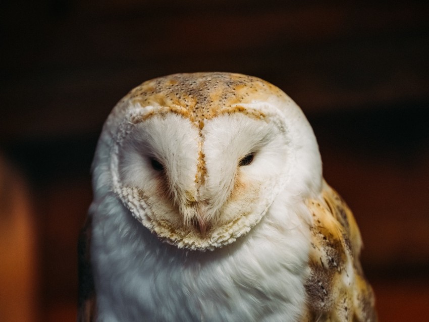 barn owl, owl, bird, predator, white