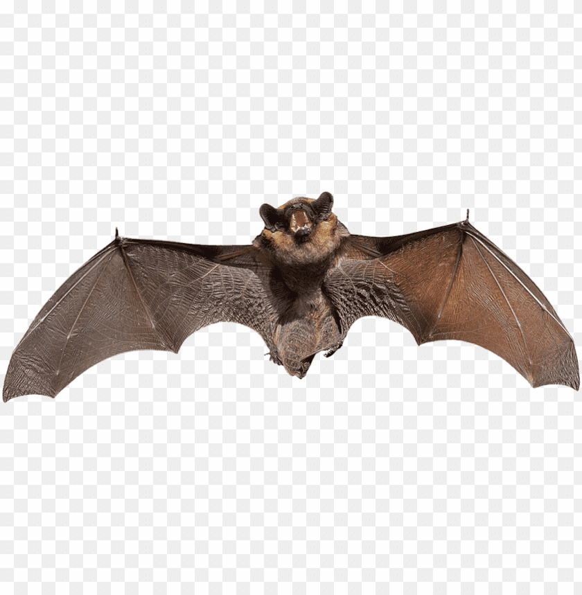 A bat flying with wings spread wide against a transparent background PNG