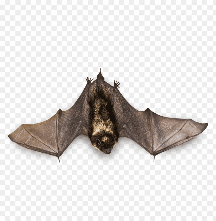 A detailed image of a bat with wings outstretched, showcasing its fur PNG