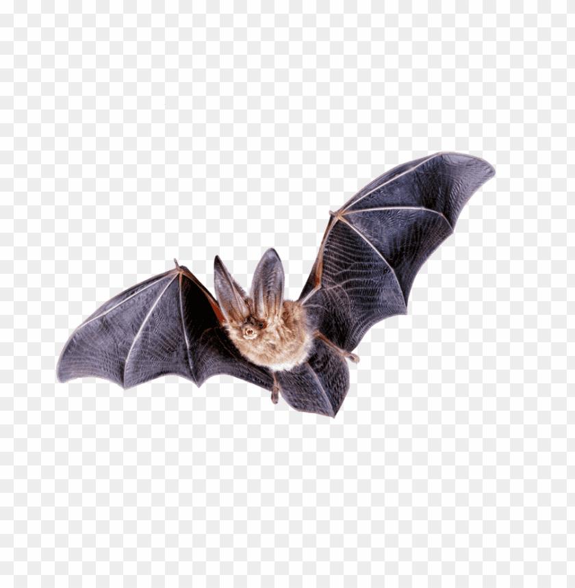 Night Bat, Bat with Spread Wings PNG