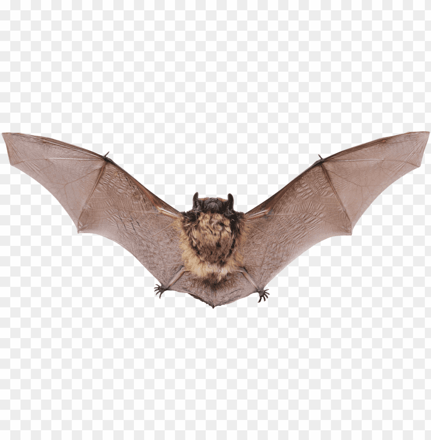 Front View Bat, Bat in Flight PNG