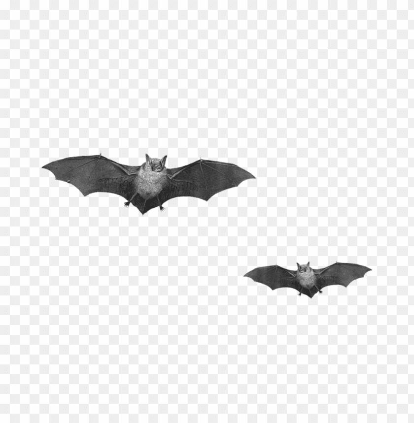 Two flying bats with outstretched wings against a transparent background PNG