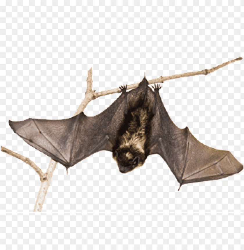 Hanging Bat on Branch, Resting Bat PNG