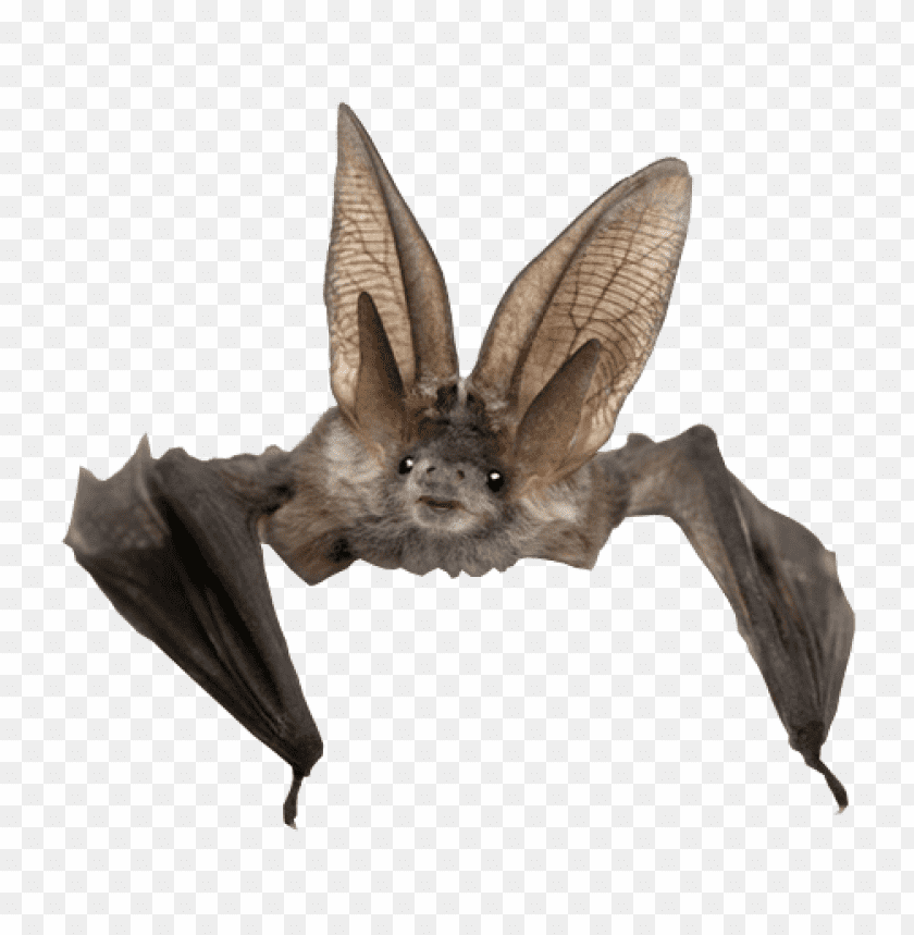 Bat with Long Ears, Night Bat PNG