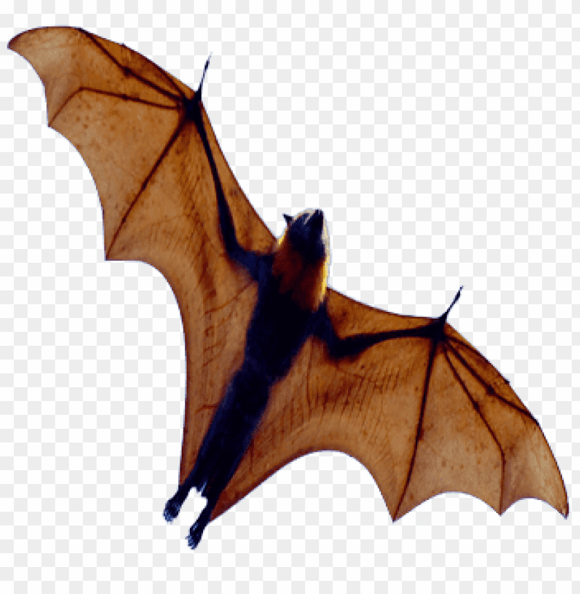 A flying bat with outstretched wings against a transparent background PNG