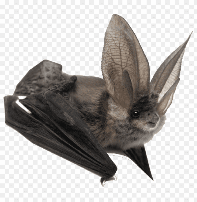 A bat with large ears and dark wings, isolated on a transparent background PNG