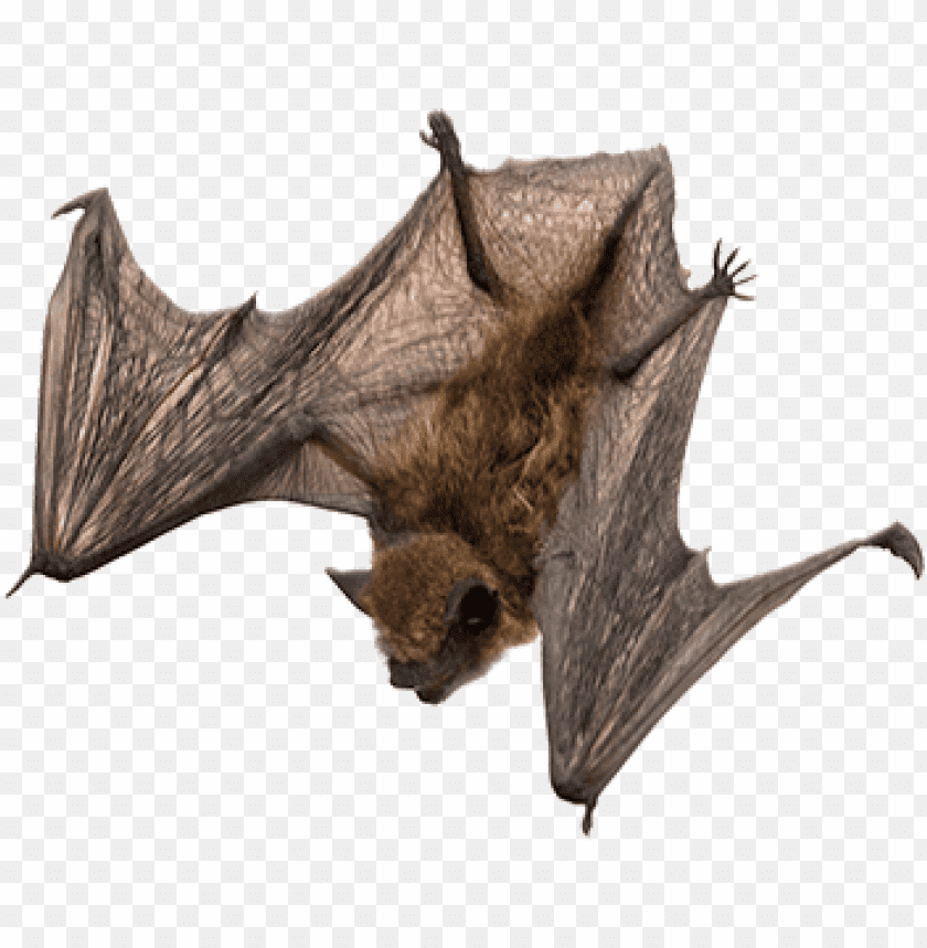 A brown bat in flight with transparent wings spread wide PNG