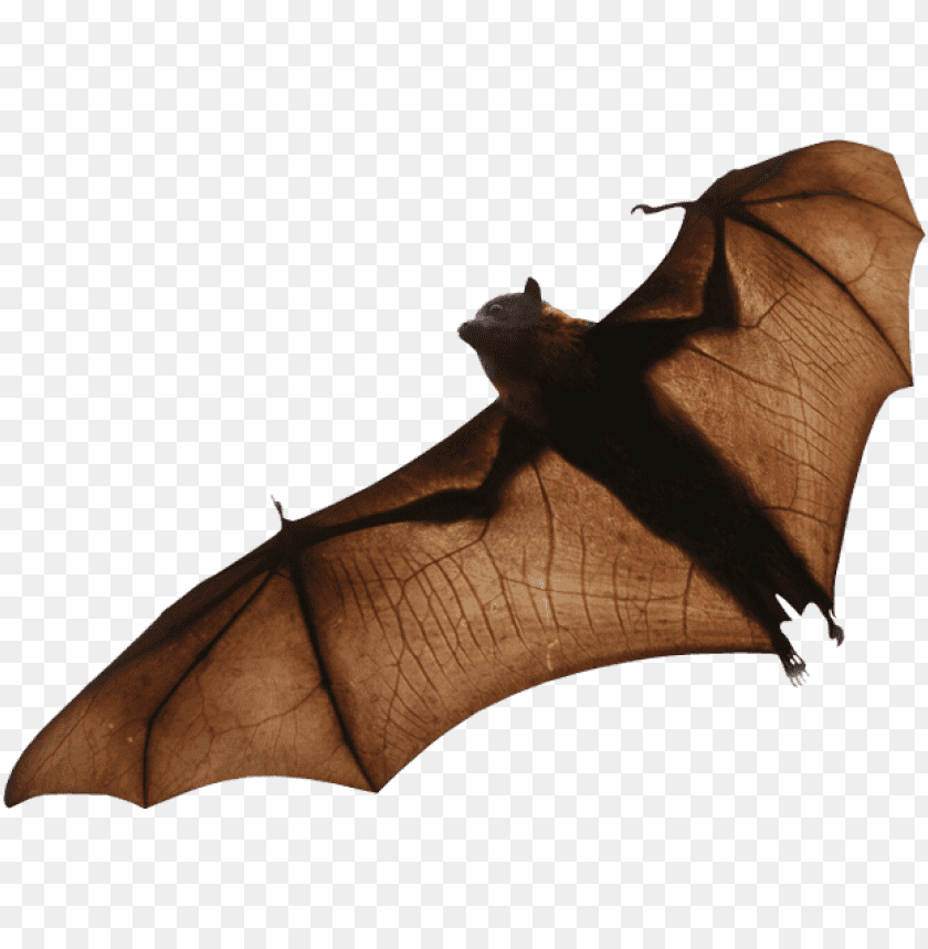 A flying bat with outstretched wings against a transparent background PNG