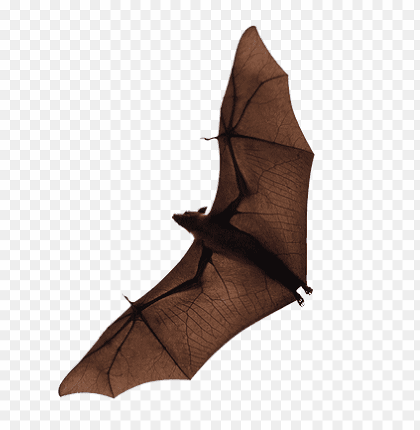 A brown bat in flight with outstretched wings, showcasing its detailed texture PNG