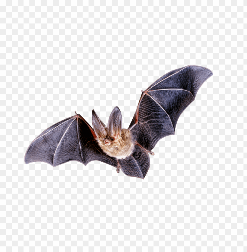 
bat
, 
batman
, 
flying mouse
, 
flying
