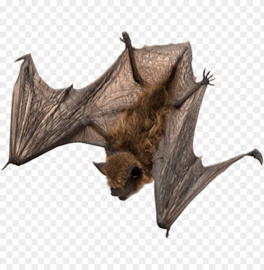 animals, bats, bat flying down, 