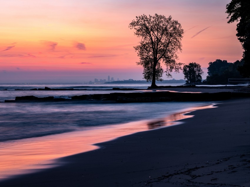 beach, coast, tree, dusk, dark