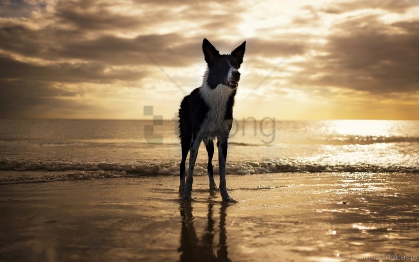 dog, ocean, beach, sunset, clouds, shoreline, water