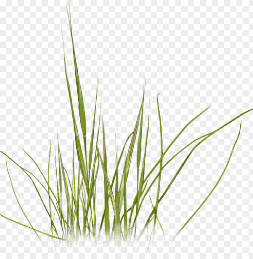 photoshop logo, photoshop s, photoshop icon, grass texture, green grass, flower design