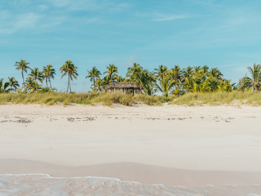 beach, ocean, palm trees, tropics, shore