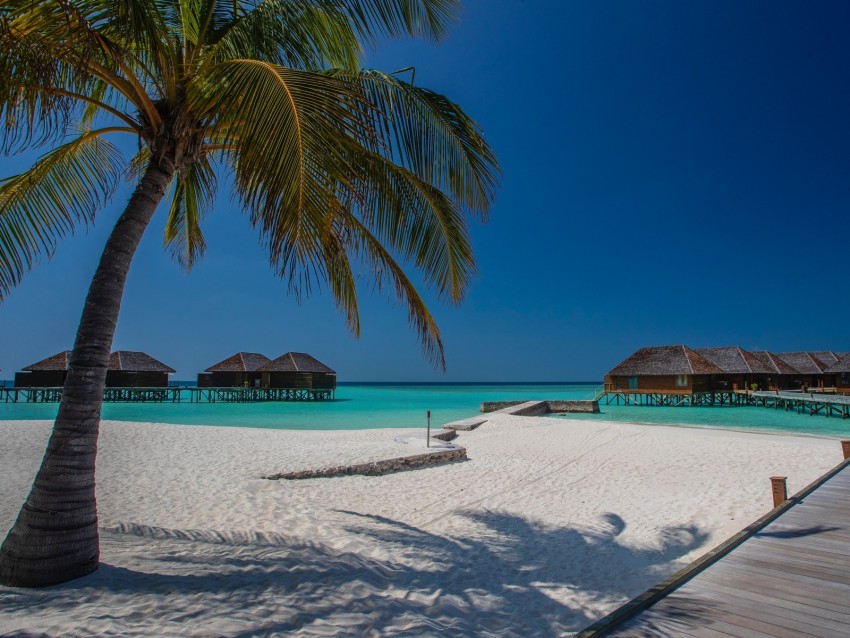 beach, palm, sand, tropics, bungalow