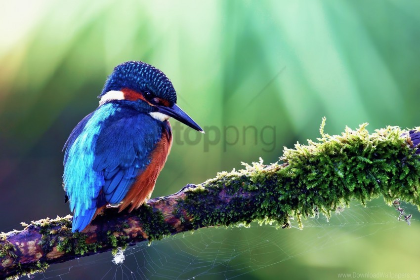 Beak Bird Branch Color Common Kingfisher Wallpaper PNG Transparent Background