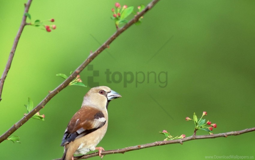 Beak Bird Branch Flowers Wallpaper PNG Transparent Background