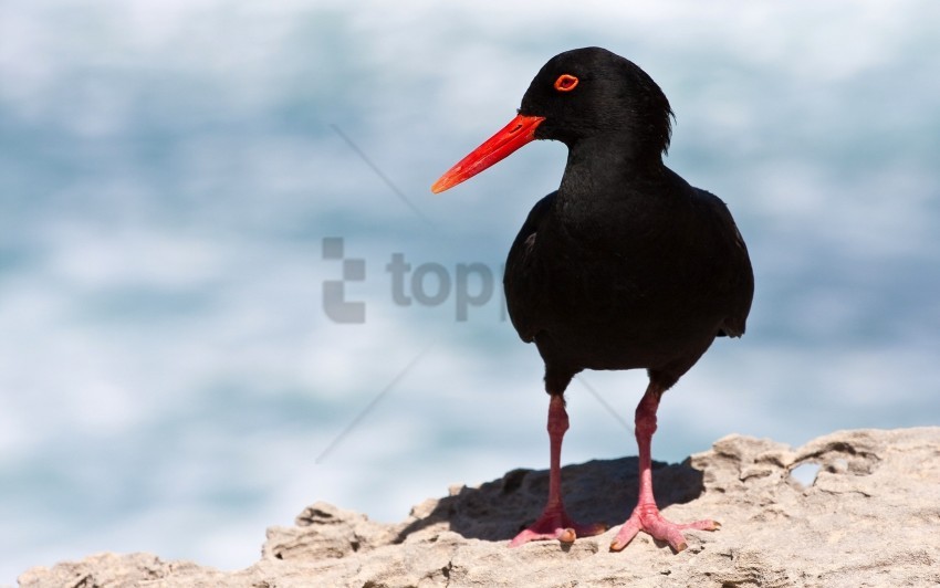 Beak Bird Dark Gait Wallpaper PNG Transparent Background