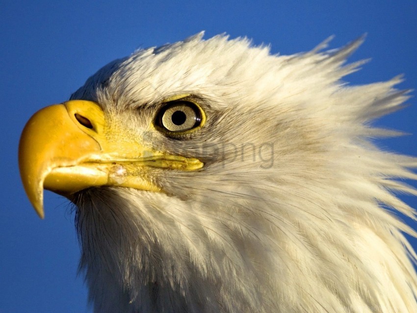 eagle, bird, wildlife, nature, feathers, beak, animal