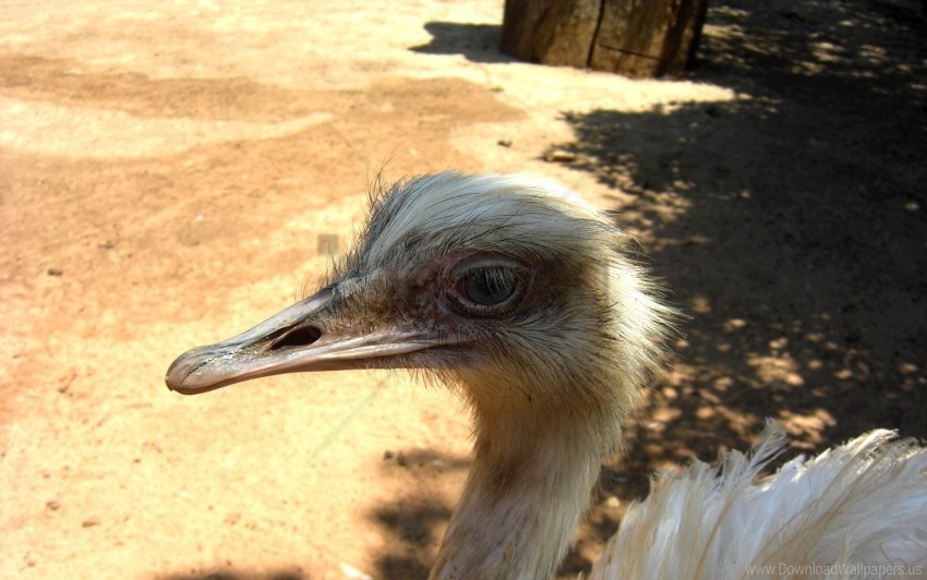 Beak Bird Feathers Ostrich Wallpaper PNG Transparent Background