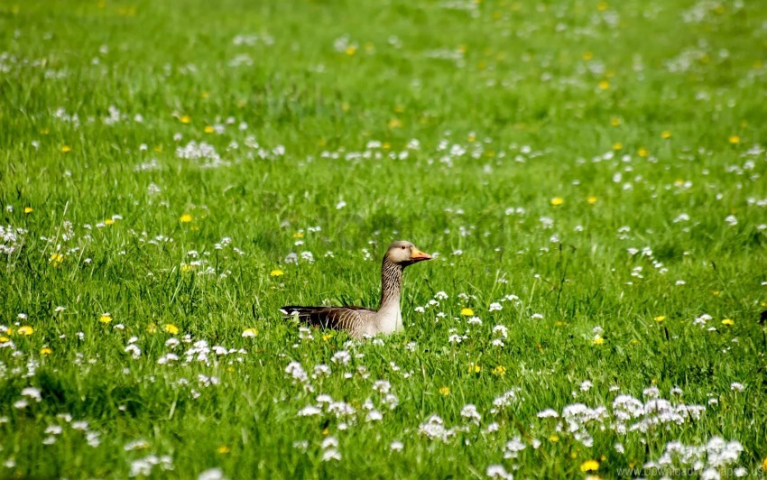 Beak Bird Flowers Goose Grass Wallpaper PNG Transparent Background