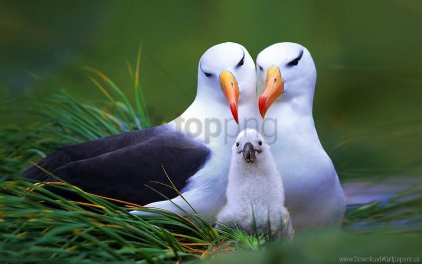 Beak Bird Nest Nestling Wallpaper PNG Transparent Background