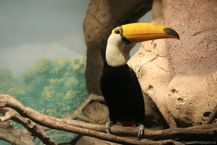 Beak Bird Sitting Toucan Wallpaper PNG Transparent Background