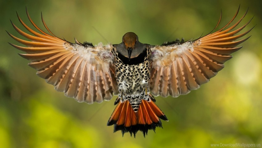 Beak Spots Tail Wings Wallpaper PNG Transparent Background